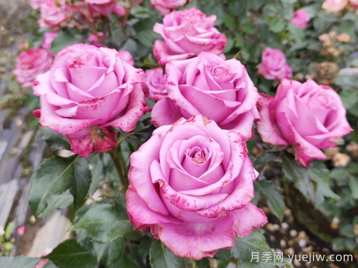 5個(gè)月季詩(shī)句和譯文(圖1)