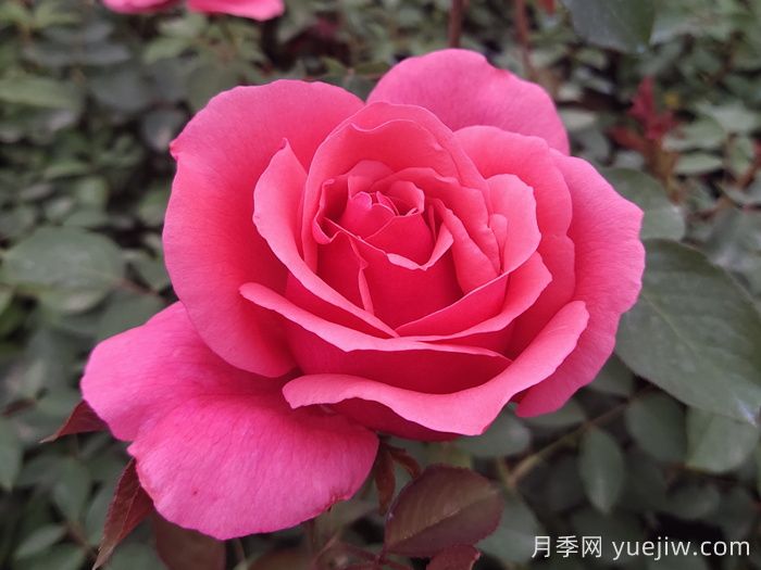香水月季長(cháng)什么樣？(圖2)