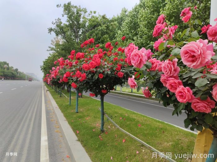 園林界的新寵，歐月樹(shù)狀月季，你一定喜歡(圖3)