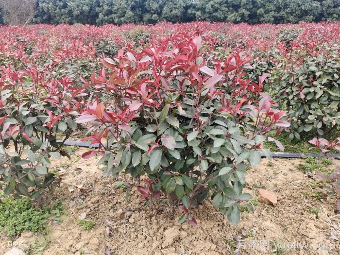 南陽(yáng)紅葉石楠育苗新技術(shù)(圖1)