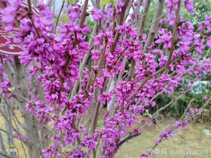 苗木中紫薇樹(shù)與紫荊樹(shù)怎么分辨？(圖2)