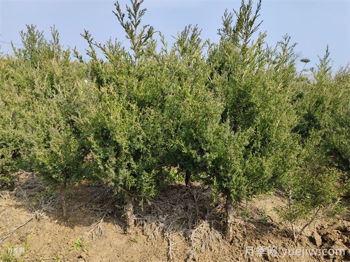 四類(lèi)花木在庭院種植時(shí)要避開(kāi)(圖1)