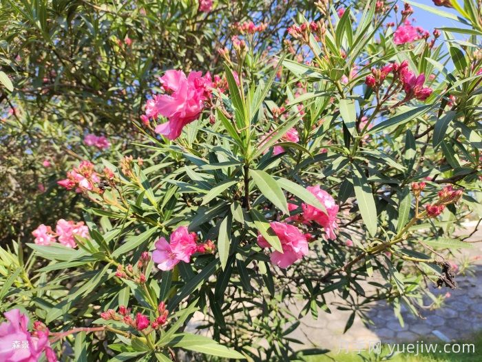 四類(lèi)花木在庭院種植時(shí)要避開(kāi)(圖2)