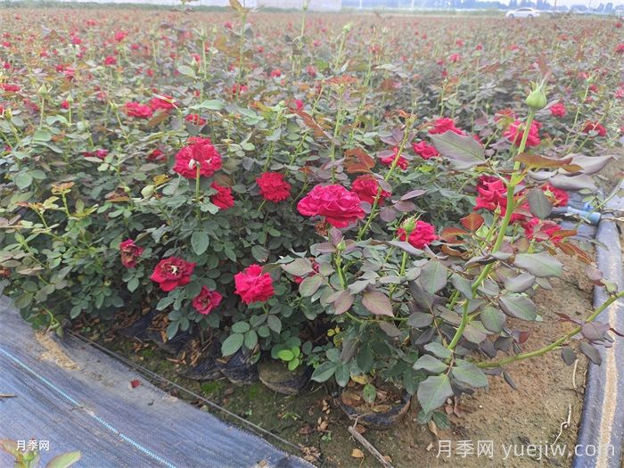 南北方種月季需要注意哪些要點(diǎn)？月季網(wǎng)來(lái)告訴你(圖2)