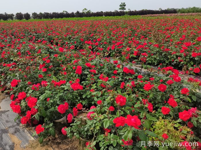 月季打藥也要分時(shí)間？這兩個(gè)時(shí)段打藥***好(圖1)