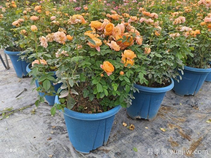 月季花如何修剪？南陽(yáng)基地抓住這3個(gè)時(shí)間修剪花開(kāi)不斷(圖1)