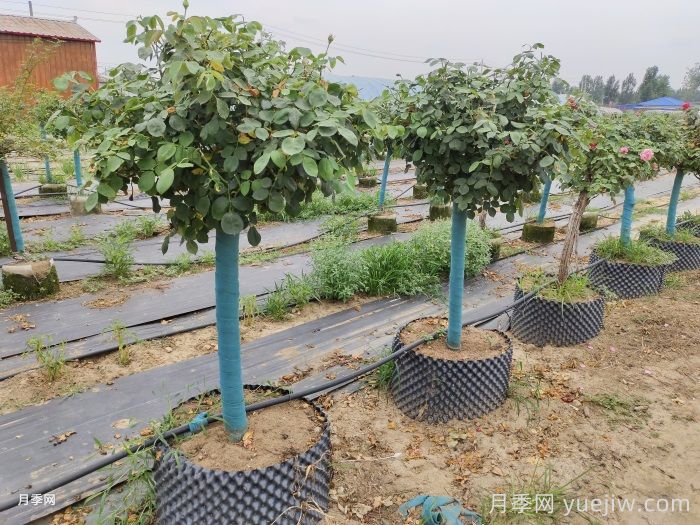 月季花如何修剪？南陽(yáng)基地抓住這3個(gè)時(shí)間修剪花開(kāi)不斷(圖2)