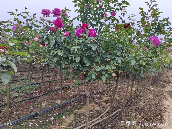 南陽(yáng)基地教你棒棒糖月季的嫁接方法(圖1)