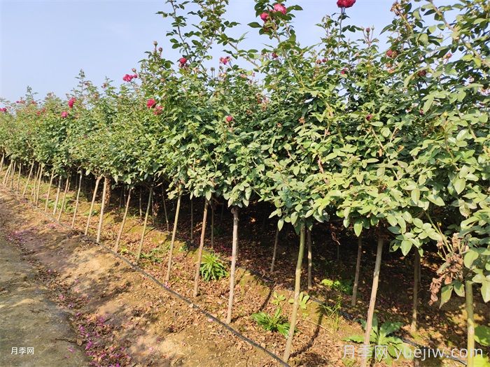 南陽(yáng)基地教你棒棒糖月季的嫁接方法(圖2)