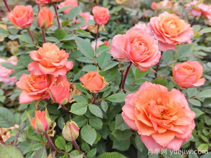 月季花夏天養護技巧(圖1)