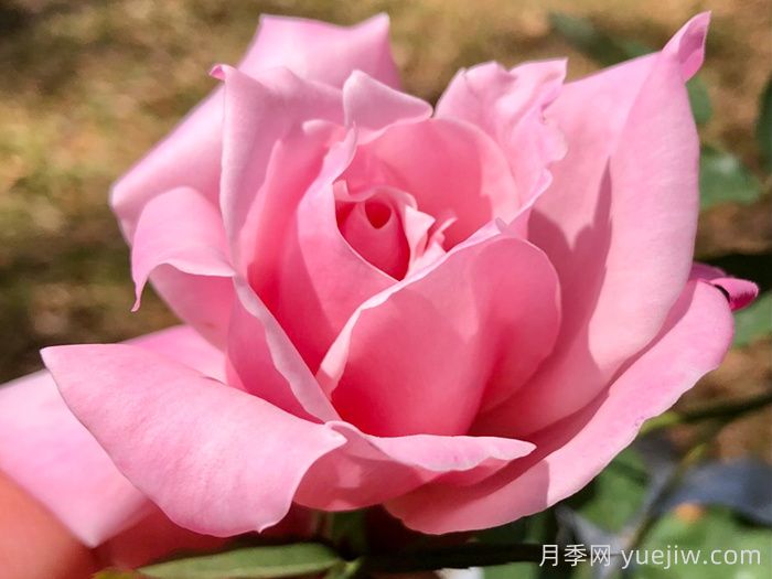 灌木初戀月季的優(yōu)缺點(diǎn)是什么？？(圖1)