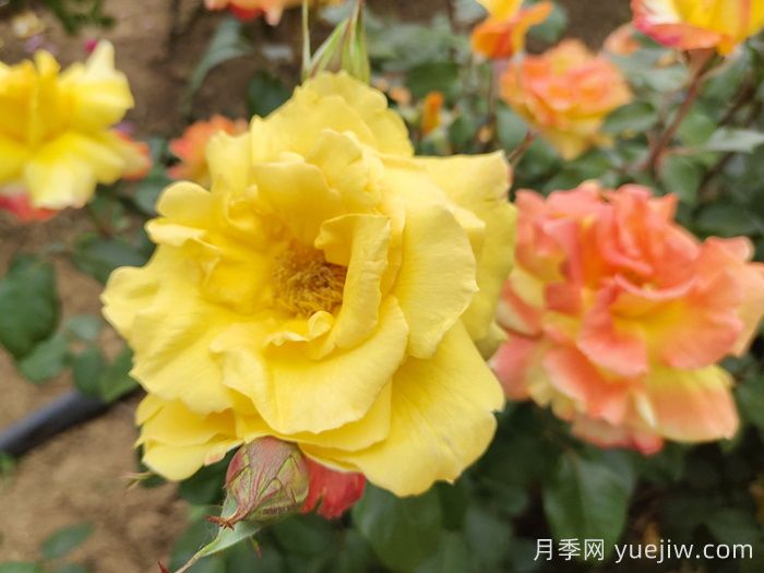 8首***美月季花古詩(shī)，春天賞花品詩(shī)(圖2)