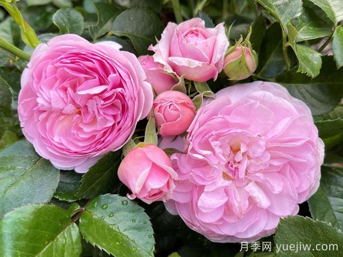 8首***美月季花古詩(shī)，春天賞花品詩(shī)(圖1)