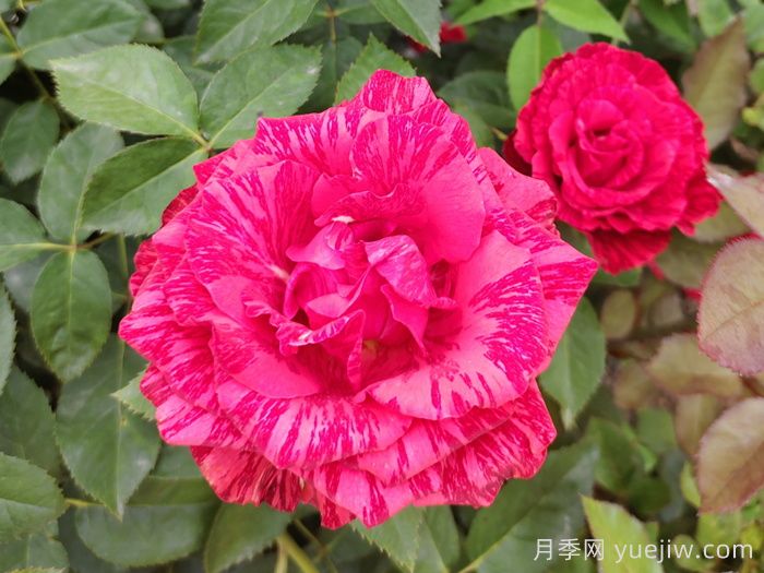 月季苗新品種如何來(lái)？(圖1)
