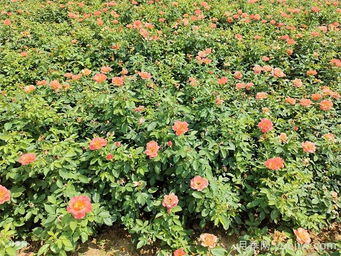 秋季月季花再開(kāi)爆，要做好夏季工作(圖1)