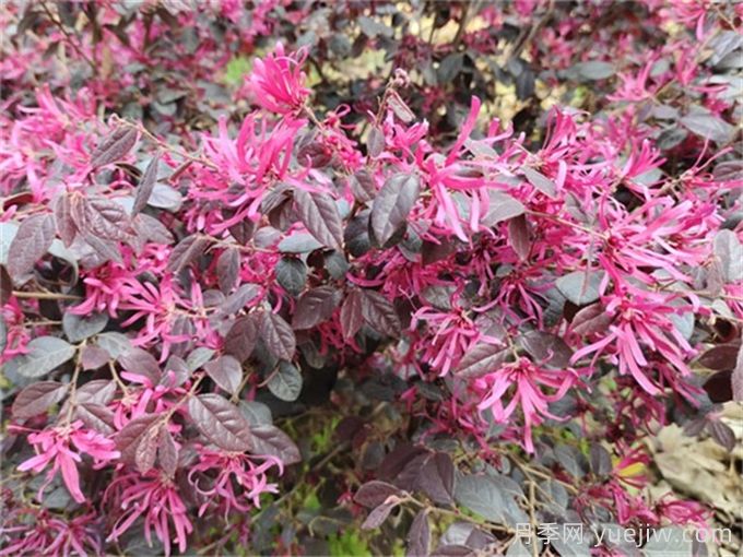 紅花繼木養護全攻略(圖1)