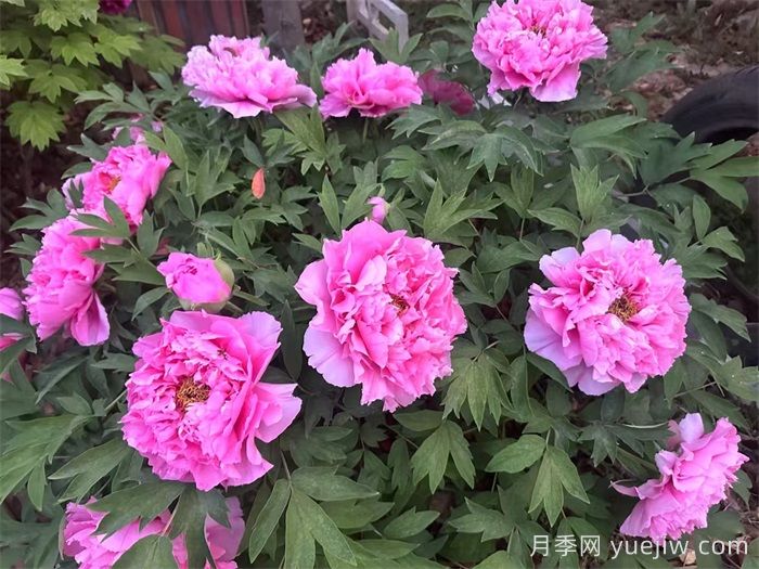 植物百科：牡丹與芍藥的區別(圖1)