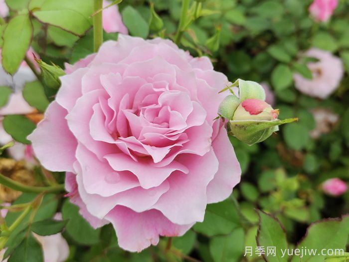 月季花不對版是什么意思？(圖1)