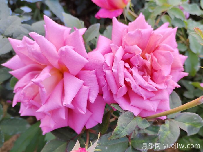 月季花開(kāi)得丑是不對版嗎?？(圖1)