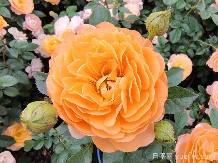 **波春花不標準？這些因素或是罪魁禍首(圖1)