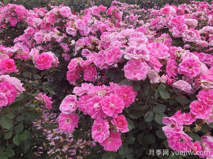 **波春花不標準？這些因素或是罪魁禍首(圖2)