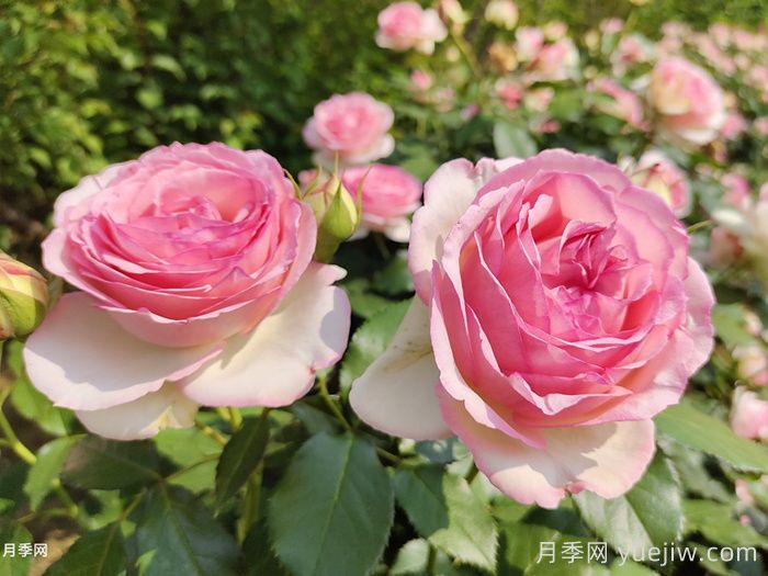 龍沙寶石月季一年開(kāi)一次，卻是藤本之王(圖1)