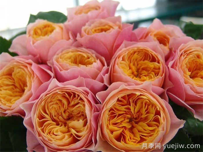 月季多久開(kāi)一次花？推薦8個(gè)長(cháng)期賞花的品種(圖4)