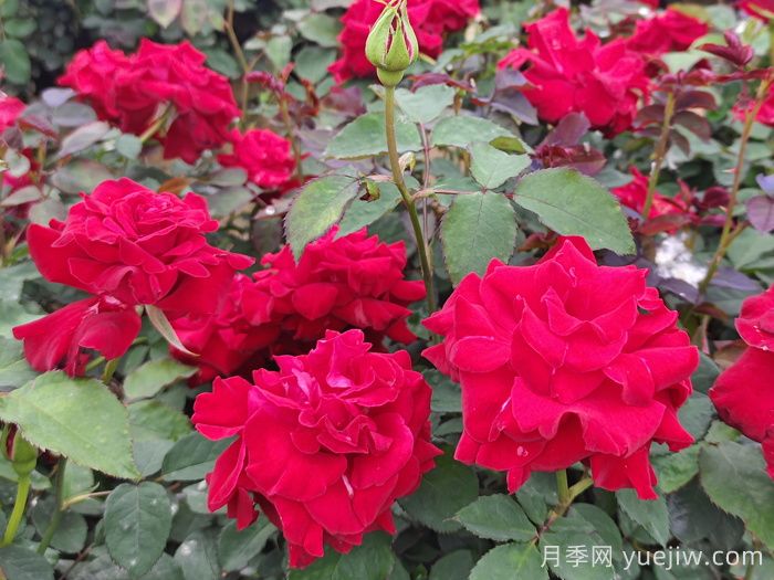 酒泉阿克塞：萬(wàn)紫千紅扮靚街頭，繪就城市生態(tài)畫(huà)卷 (圖1)