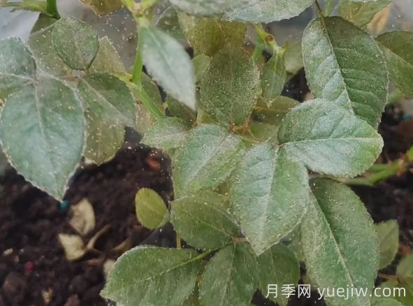 月季又有紅蜘蛛了，該怎么處理？(圖1)