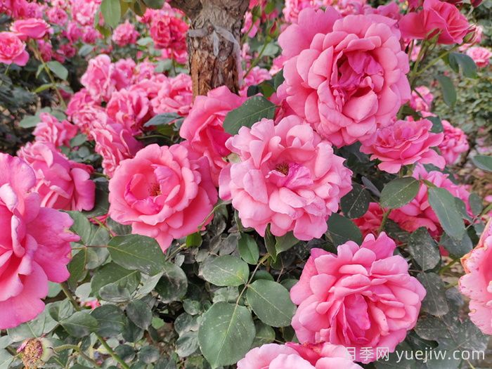 玫瑰、月季、薔薇怎么區分？你認識真正的月季花嗎？(圖2)