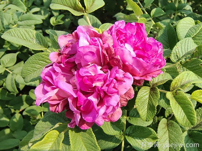玫瑰、月季、薔薇怎么區分？你認識真正的月季花嗎？(圖3)