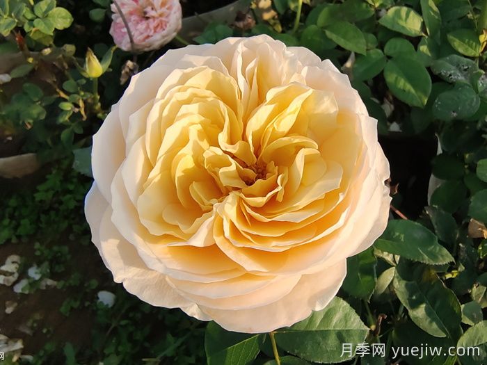朱麗葉月季的花朵表現怎么樣？(圖1)