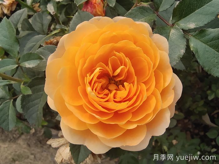 花期長(cháng)且好養的月季有哪些？必備6個(gè)(圖1)