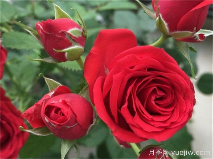 適合陽(yáng)臺養護的月季品種，附養護要點(diǎn)(圖2)