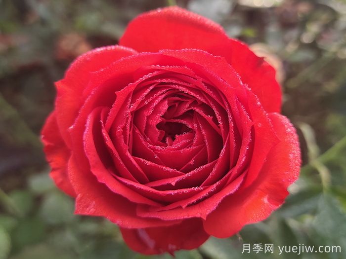 經(jīng)典中國紅！20種紅色月季推薦(圖1)