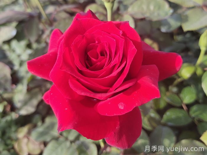經(jīng)典中國紅！20種紅色月季推薦(圖2)