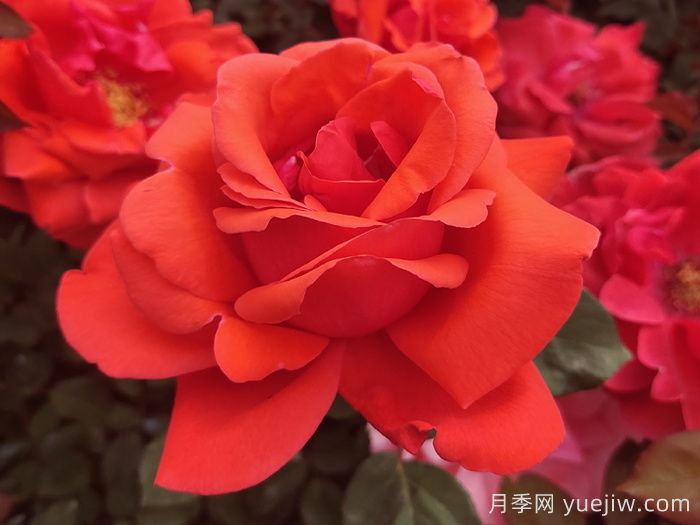 經(jīng)典中國紅！20種紅色月季推薦(圖3)