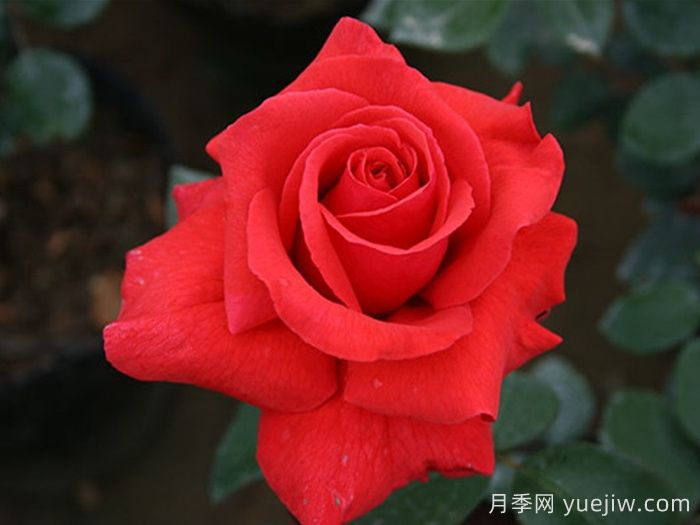 經(jīng)典中國紅！20種紅色月季推薦(圖4)