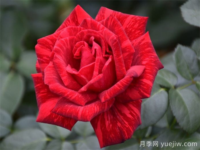 經(jīng)典中國紅！20種紅色月季推薦(圖5)