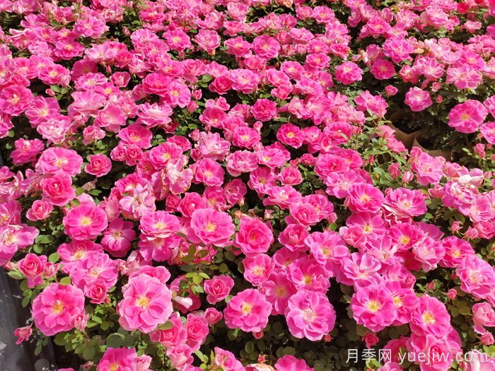 南陽(yáng)月季怒放時(shí)，月季分類(lèi)你知道多少？(圖4)