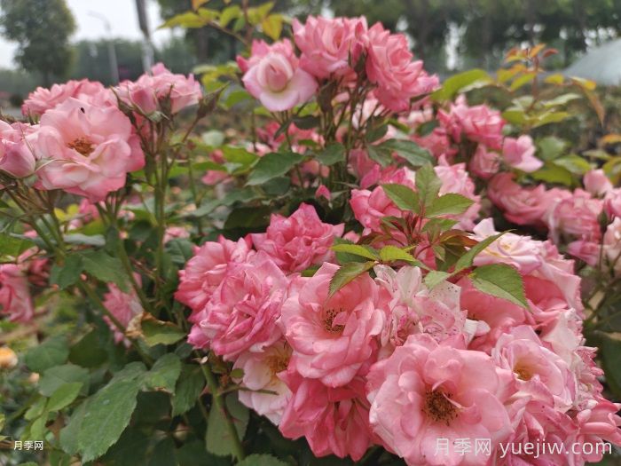 藤櫻霞月季的優(yōu)缺點(diǎn)是什么？(圖1)