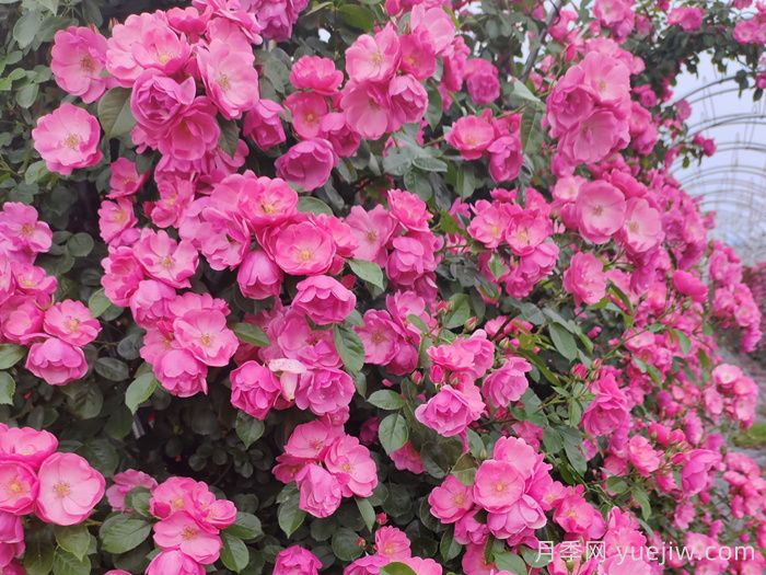 四季如春的花園，一定有棵四季藤本月季！(圖1)