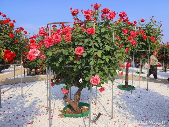 南陽(yáng)月季市花文化和景觀(guān)圖集(圖3)