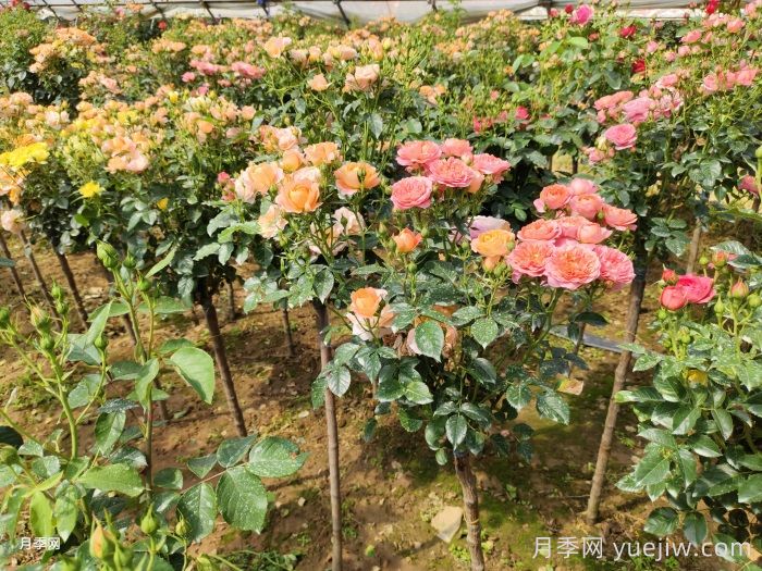 多色棒棒糖，讓一株月季開(kāi)出多色花(圖1)