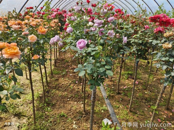 多色棒棒糖，讓一株月季開(kāi)出多色花(圖2)