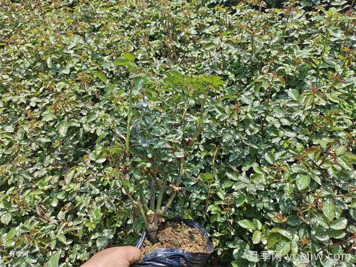 月季小苗要剪掉花苞嗎？如何多分枝(圖1)
