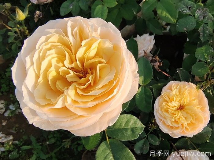 不同顏色的月季花語(yǔ)與寓意(圖2)
