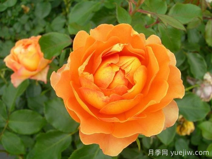 月季介紹之焦糖古董(圖1)
