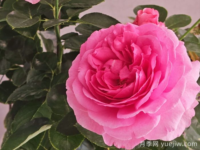 月季介紹之伊芙伯爵(圖1)