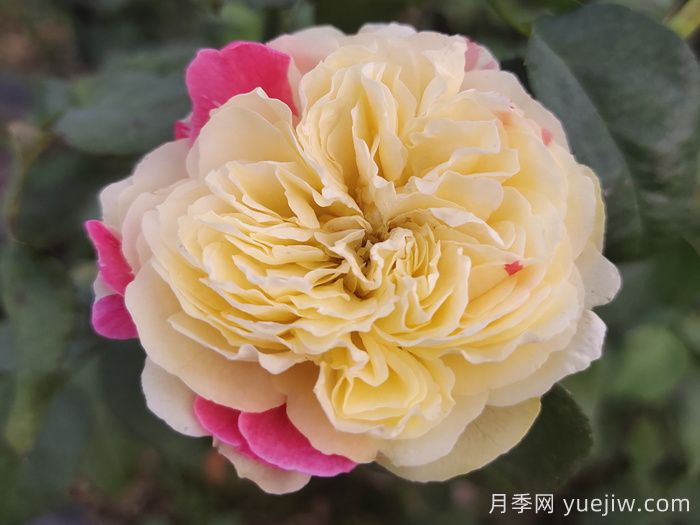 月季介紹之風(fēng)月(圖1)